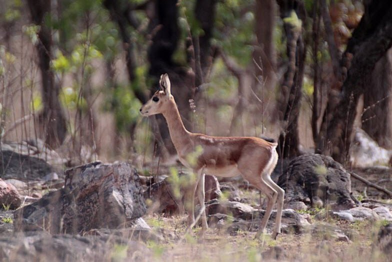 Chinkara Breeding Centre, Bhiwani, Haryana - Vushii.com